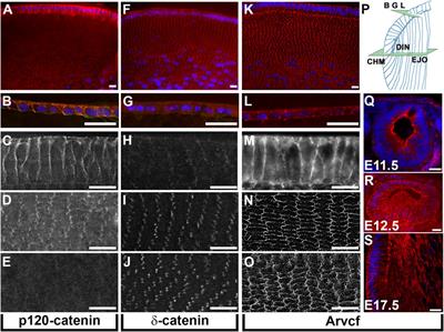 Arvcf Dependent Adherens Junction Stability is Required to Prevent Age-Related Cortical Cataracts